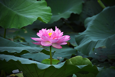 single lotus flower in lush green leaves, prayer, meditation