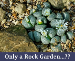 rock garden, only goal, motivation